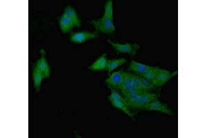 Immunofluorescent analysis of Hela cells using ABIN7167807 at dilution of 1:100 and Alexa Fluor 488-congugated AffiniPure Goat Anti-Rabbit IgG(H+L) (Chemerin Antikörper  (AA 21-157))
