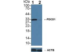 Knockout Varification: Lane 1: Wild-type Jurkat cell lysate; Lane 2: PDCD1 knockout Jurkat cell lysate; Predicted MW: 32kDa Observed MW: 32kDa Primary Ab: 3µg/ml Rabbit Anti-Human PDCD1 Antibody Second Ab: 0. (PD-1 Antikörper  (AA 41-132))