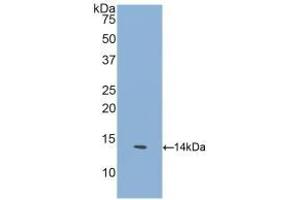 Detection of Recombinant GFRa1, Human using Polyclonal Antibody to Glial Cell Line Derived Neurotrophic Factor Receptor Alpha 1 (GFRa1) (GFRA1 Antikörper  (AA 239-350))