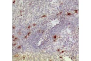 Frozen chicken ovary section was stained with Mouse Anti-Chicken CD3-UNLB
