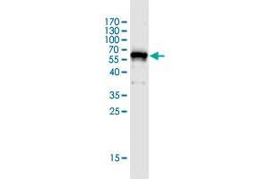 Western Blot detection against Immunogen (67. (HAUS7 Antikörper  (AA 1-368))