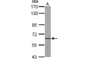 WB Image Sample (50 ug of whole cell lysate) A: mouse liver 7. (DYRK3 Antikörper)