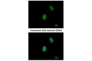 ICC/IF Image Immunofluorescence analysis of paraformaldehyde-fixed HeLa, using FHL5, antibody at 1:500 dilution. (FHL5 Antikörper)