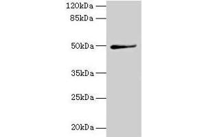 Western blot All lanes: TRIP13 antibody at 1 μg/mL + A549 whole cell lysate Secondary Goat polyclonal to rabbit IgG at 1/10000 dilution Predicted band size: 49, 23 kDa Observed band size: 49 kDa (TRIP13 Antikörper  (AA 181-390))