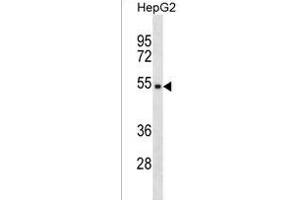 TPE Antibody (Center) (ABIN1537828 and ABIN2838253) western blot analysis in HepG2 cell line lysates (35 μg/lane). (TMPPE Antikörper  (AA 133-161))