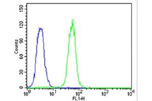 Flow cytometric analysis of K562 cells using CDK5 Antibody (C-term)(green, Cat(ABIN6242783 and ABIN6577637)) compared to an isotype control of rabbit IgG(blue). (CDK5 Antikörper  (C-Term))