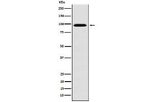 Western blot analysis of RanBP9 expression in HeLa cell lysate. (Rekombinanter Importin 9 Antikörper)