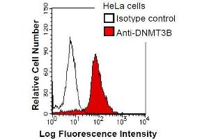 HeLa cells were fixed in 2% paraformaldehyde/PBS and then permeabilized in 90% methanol. (DNMT3B Antikörper)