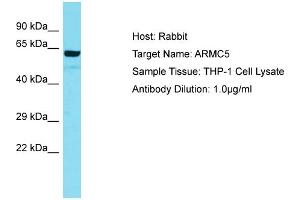 Host: Rabbit Target Name: ARMC5 Sample Tissue: Human THP-1 Whole Cell Antibody Dilution: 1ug/ml (ARMC5 Antikörper  (N-Term))