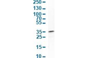 Western Blot analysis of human cell line A-431. (FGFBP1 Antikörper  (AA 89-226))
