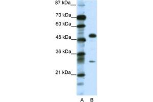 Western Blotting (WB) image for anti-Glial Cells Missing Homolog 1 (GCM1) antibody (ABIN2463829) (GCM1 Antikörper)