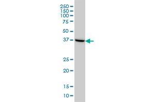 Western Blotting (WB) image for anti-ArsA Arsenite Transporter, ATP-Binding, Homolog 1 (ASNA1) (AA 239-349) antibody (ABIN598547) (ASNA1 Antikörper  (AA 239-349))
