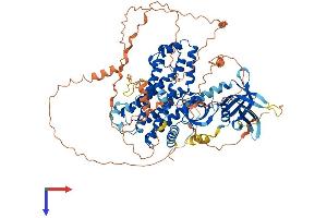 ARHGEF19 Protein (AA 1-802) (His tag)