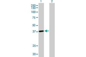 Western Blot analysis of LRRC39 expression in transfected 293T cell line by LRRC39 MaxPab polyclonal antibody.