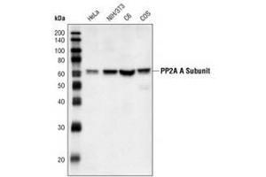 anti-Protein Phosphatase 2, Regulatory Subunit A, alpha (PPP2R1A) (C-Term) antibody