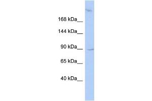 WB Suggested Anti-OSBPL3 Antibody Titration:  0. (OSBPL3 Antikörper  (N-Term))