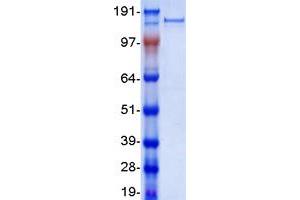 Validation with Western Blot (PXDNL Protein (Myc-DYKDDDDK Tag))