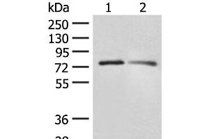 Western blot analysis of RAW264. (FXR2 Antikörper)