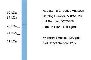 WB Suggested Anti-C10orf30  Antibody Titration: 0. (BEND7 Antikörper  (N-Term))