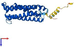 CYB561 Protein (AA 1-250) (His tag)
