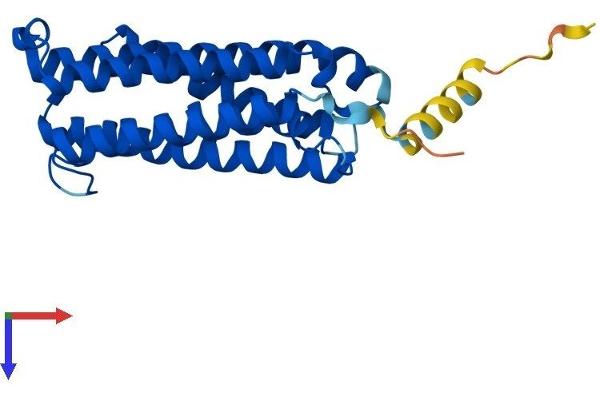 CYB561 Protein (AA 1-250) (His tag)