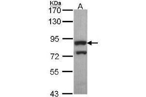 WB Image Sample (30 ug of whole cell lysate) A: Hep G2 , 7. (PWP2 Antikörper  (Internal Region))