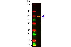 Western Blot of Mouse anti-AKT pS473 antibody Atto 594 Conjugated. (AKT1 Antikörper  (Internal Region, pSer473) (Atto 594))