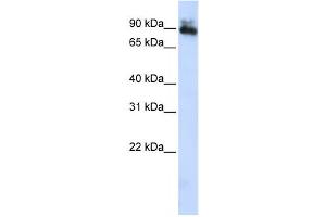 Western Blotting (WB) image for anti-Sp4 Transcription Factor (SP4) antibody (ABIN2458304) (SP4 Antikörper)