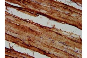 IHC image of ABIN7168789 diluted at 1:500 and staining in paraffin-embedded human skeletal muscle tissue performed on a Leica BondTM system.