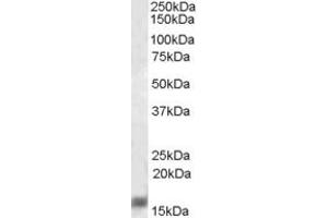 Image no. 9 for anti-Ionized Calcium-binding Adapter Molecule 1 (IBA1) (C-Term) antibody (ABIN184738)