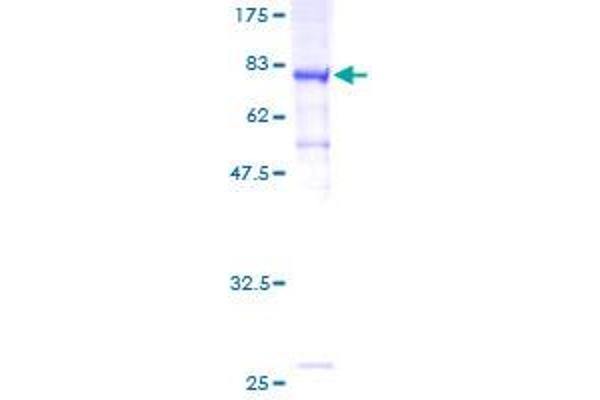 MTMR14 Protein (AA 1-417) (GST tag)