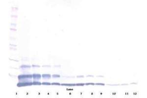 Image no. 2 for anti-Resistin Like beta (RETNLB) antibody (ABIN465494) (RETNLB Antikörper)