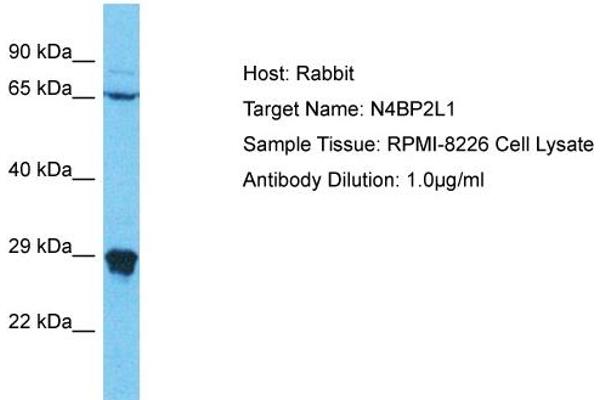 N4BP2L1 Antikörper  (C-Term)