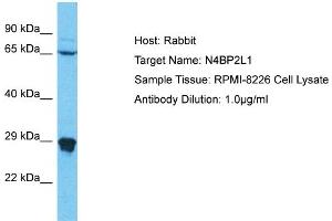Host: Rabbit Target Name: N4BP2L1 Sample Type: RPMI-8226 Whole Cell lysates Antibody Dilution: 1. (N4BP2L1 Antikörper  (C-Term))