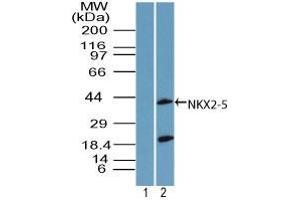 Image no. 2 for anti-NK2 Homeobox 5 (NKX2-5) (AA 300-324) antibody (ABIN960279) (NK2 Homeobox 5 Antikörper  (AA 300-324))
