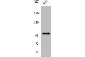 Western Blot analysis of HeLa cells using HSP105 Polyclonal Antibody (HSPH1 Antikörper  (C-Term))