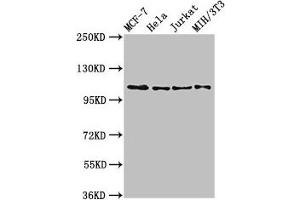 Western Blot Positive WB detected in: MCF-7 whole cell lysate, Hela whole cell lysate, Jurkat whole cell lysate, NIH/3T3 whole cell lysate All lanes: EPHB3 antibody at 2. (EPH Receptor B3 Antikörper  (AA 261-390))