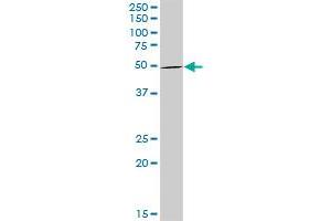 STAU1 MaxPab rabbit polyclonal antibody. (STAU1/Staufen Antikörper  (AA 1-577))