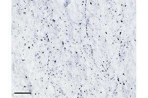 (ABIN768607) (scale bar: 50 μm) immunostaining of TPH2 processes in cryosection of the infundibular nucleus of an immersion-fixed (4 % PFA) human hypothalamus. (Tryptophan Hydroxylase 2 Antikörper  (AA 16-29))