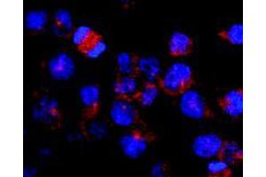 Immunofluorescence staining of vesicles (red) in RBL-2H3 (rat basophilic leukemia cell line) using Kinesin (heavy chain) monoclonal antibody, clone KN-03 . (Kinesin (heavy chain) Antikörper)