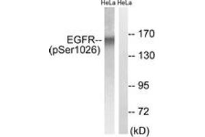 Western blot analysis of extracts from HeLa cells treated with TSA 400nM 24H, using EGFR (Phospho-Ser1026) Antibody. (EGFR Antikörper  (pSer1026))