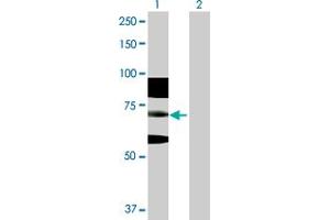 Western Blot analysis of RNF168 expression in transfected 293T cell line by RNF168 MaxPab polyclonal antibody. (RNF168 Antikörper  (AA 1-571))