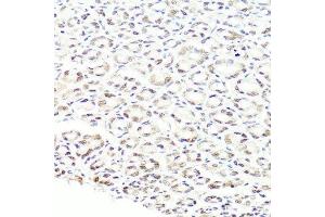 Immunohistochemistry of paraffin-embedded mouse stomach using PRPF8 antibody.