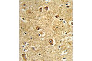 Formalin-fixed and paraffin-embedded human brain tissue reacted with SLC22A6 Antibody (C-Term), which was peroxidase-conjugated to the secondary antibody, followed by DAB staining. (SLC22A6 Antikörper  (C-Term))