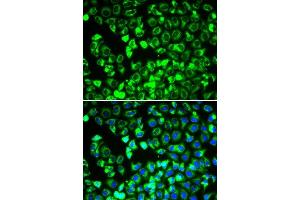 Immunofluorescence (IF) image for anti-Dihydrolipoamide Dehydrogenase (DLD) (AA 36-300) antibody (ABIN6139641)