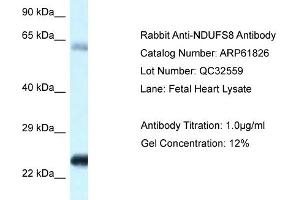 Western Blotting (WB) image for anti-NADH Dehydrogenase (Ubiquinone) Fe-S Protein 8, 23kDa (NADH-Coenzyme Q Reductase) (NDUFS8) (C-Term) antibody (ABIN2788918) (NDUFS8 Antikörper  (C-Term))