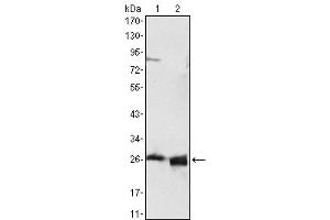 Western Blot showing using APOA1 antibody used against HepG2 cell lysate (1) and human serum (2). (APOA1 Antikörper)