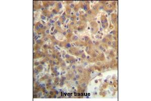 SEC14L4 Antibody (N-term) (ABIN657169 and ABIN2846302) immunohistochemistry analysis in formalin fixed and paraffin embedded human liver tissue followed by peroxidase conjugation of the secondary antibody and DAB staining. (SEC14L4 Antikörper  (N-Term))