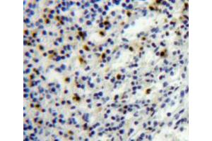 IHC-P analysis of spleen tissue, with DAB staining. (PF4 Antikörper  (AA 30-105))