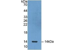 Detection of Recombinant bTG, Human using Polyclonal Antibody to Chemokine (C-X-C motif) ligand 7 ( CXCL7) (CXCL7 Antikörper  (AA 59-128))
